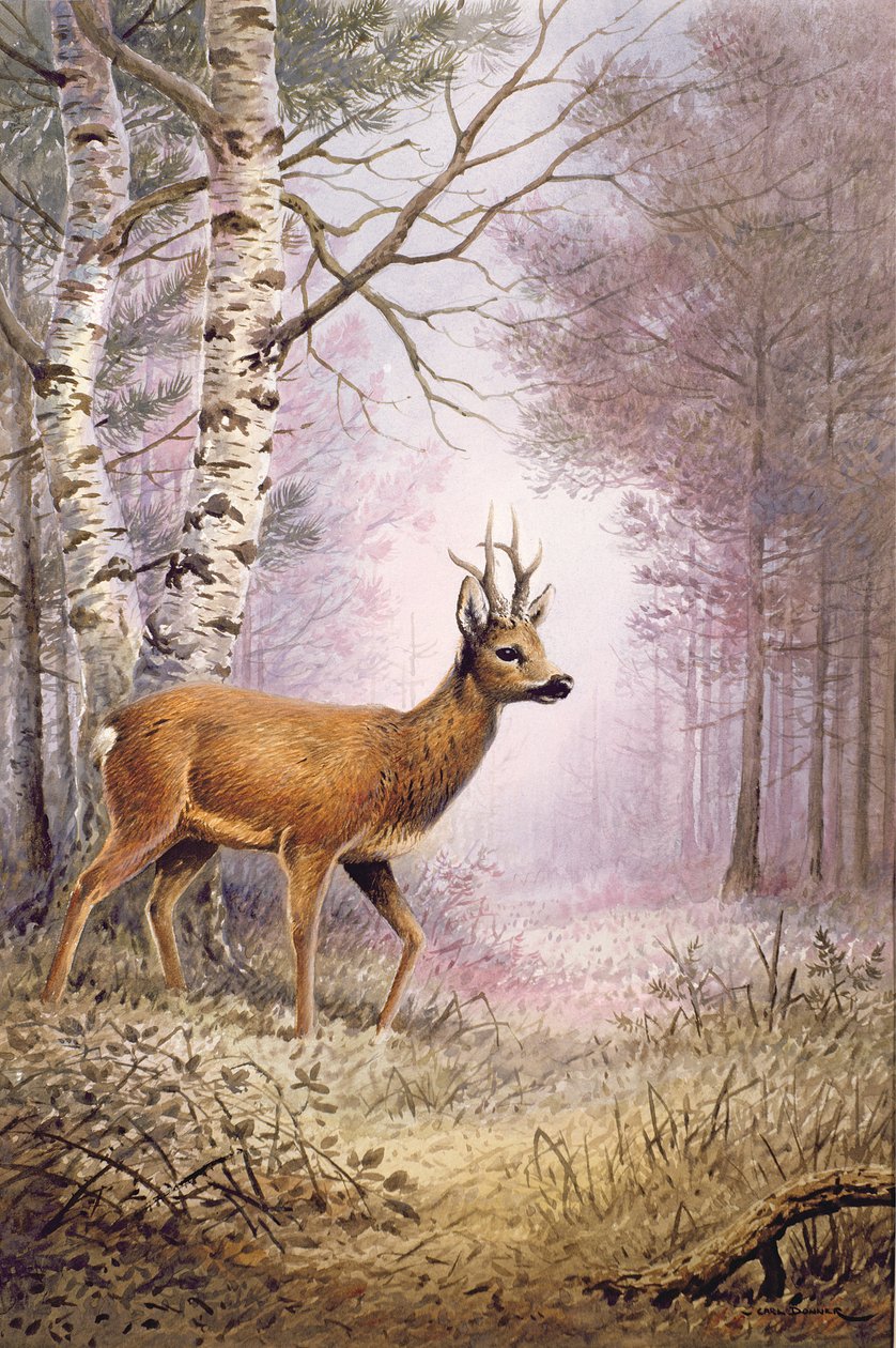 Chevreuil - Carl Donner
