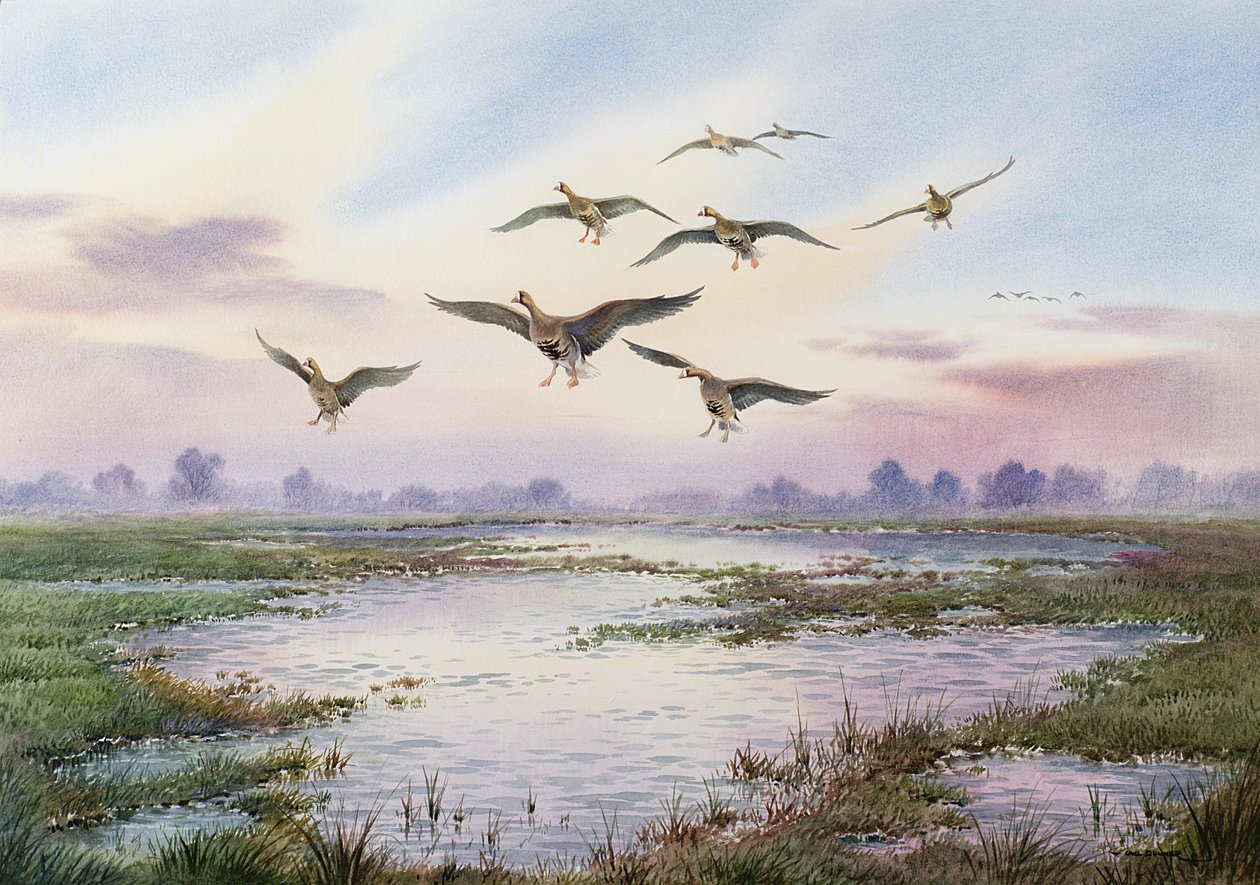 Oies à front blanc atterrissant - Carl Donner
