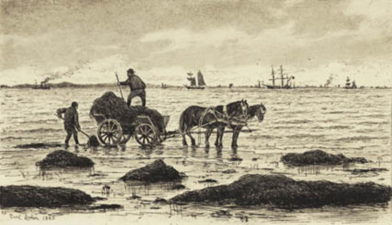 Paysans transportant des algues - Carl Locher