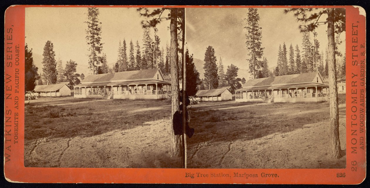 Station Big Tree, Mariposa Grove - Carleton E. Watkins