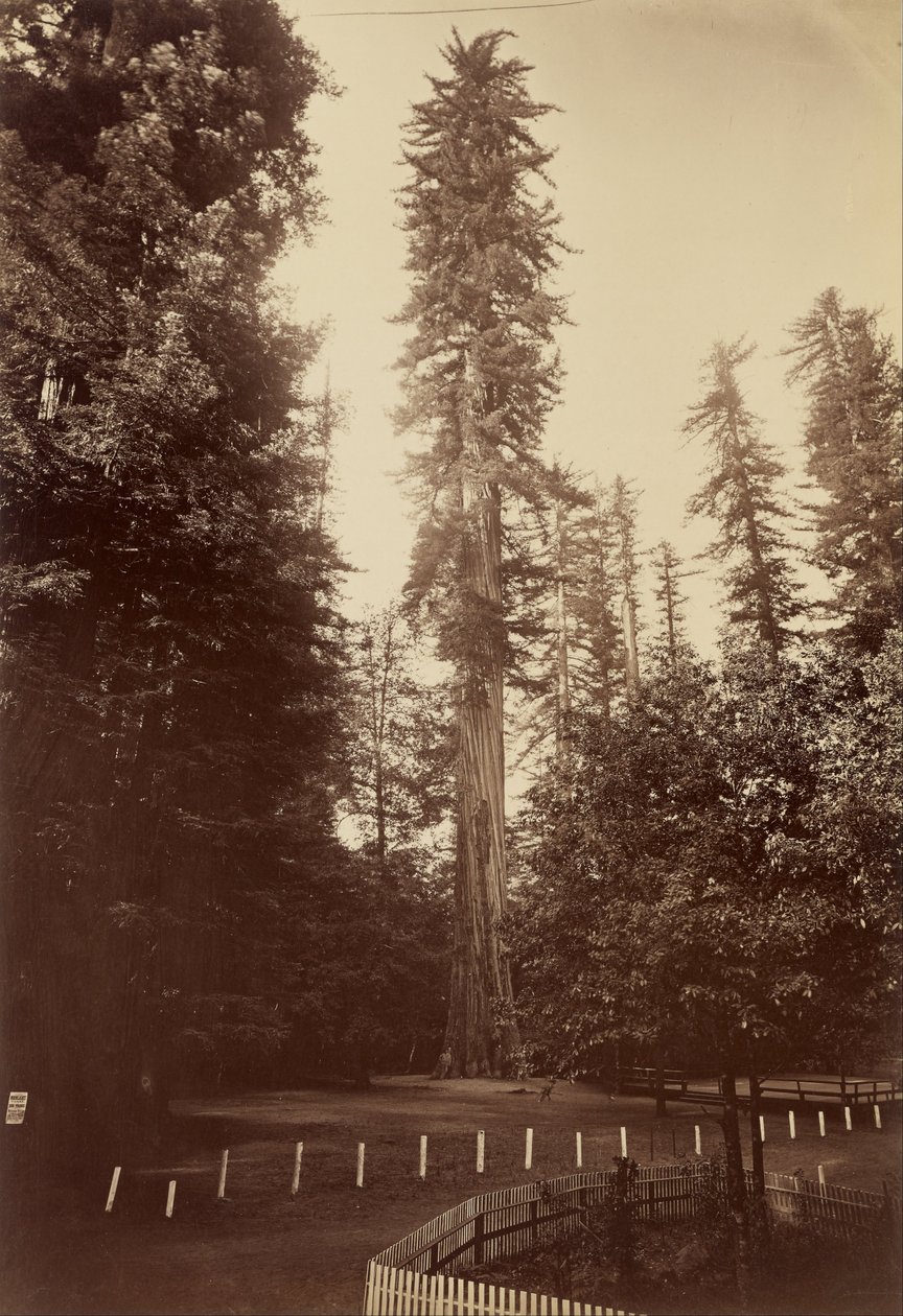 Séquoia géant, Santa Cruz - Carleton E. Watkins