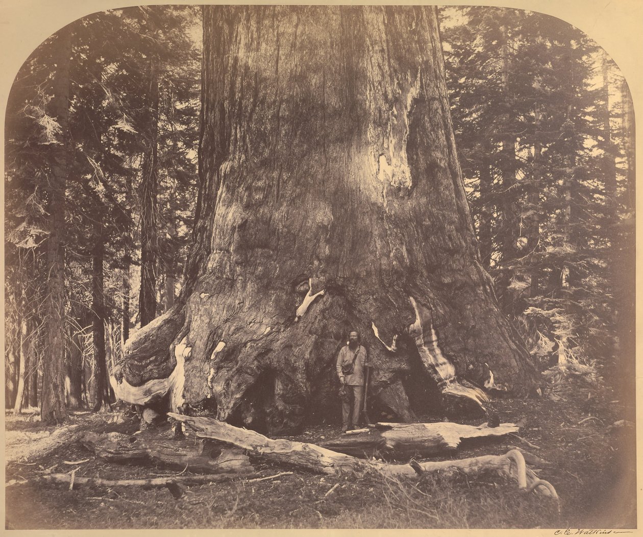 Section du Grizzly Giant, 33 pieds de diamètre, Mariposa Grove, Yosemite, No. 111 - Carleton E. Watkins