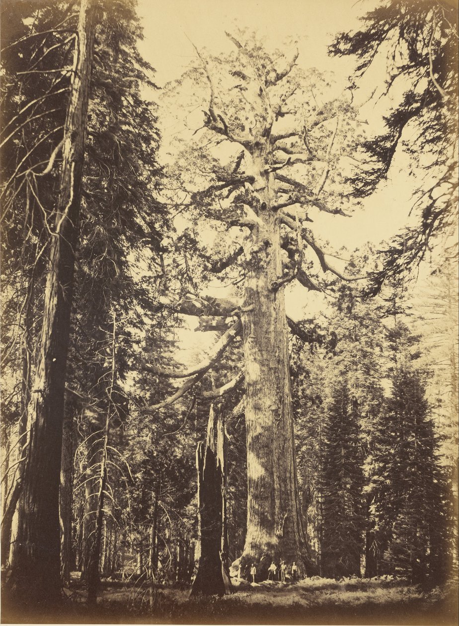Séquoia géant - Carleton E. Watkins