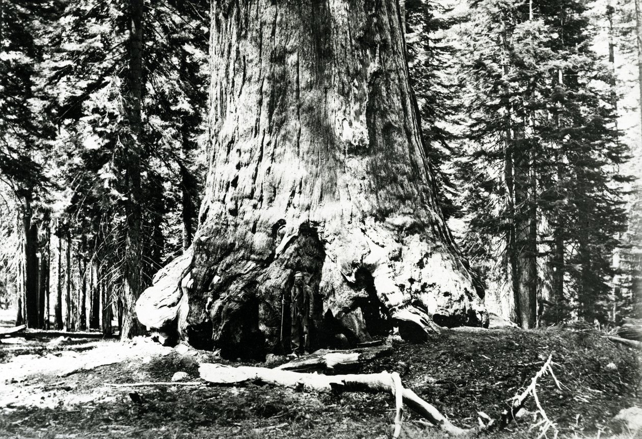 Base du Grizzly Giant, vers 1860 - Carleton E. Watkins