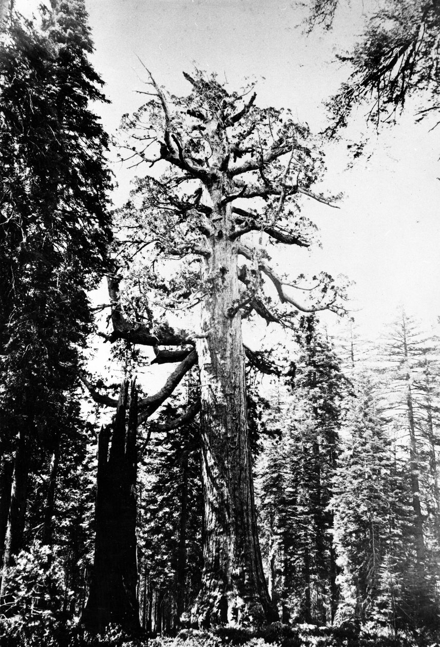 Le Géant Grizzly, c.1860s - Carleton E. Watkins