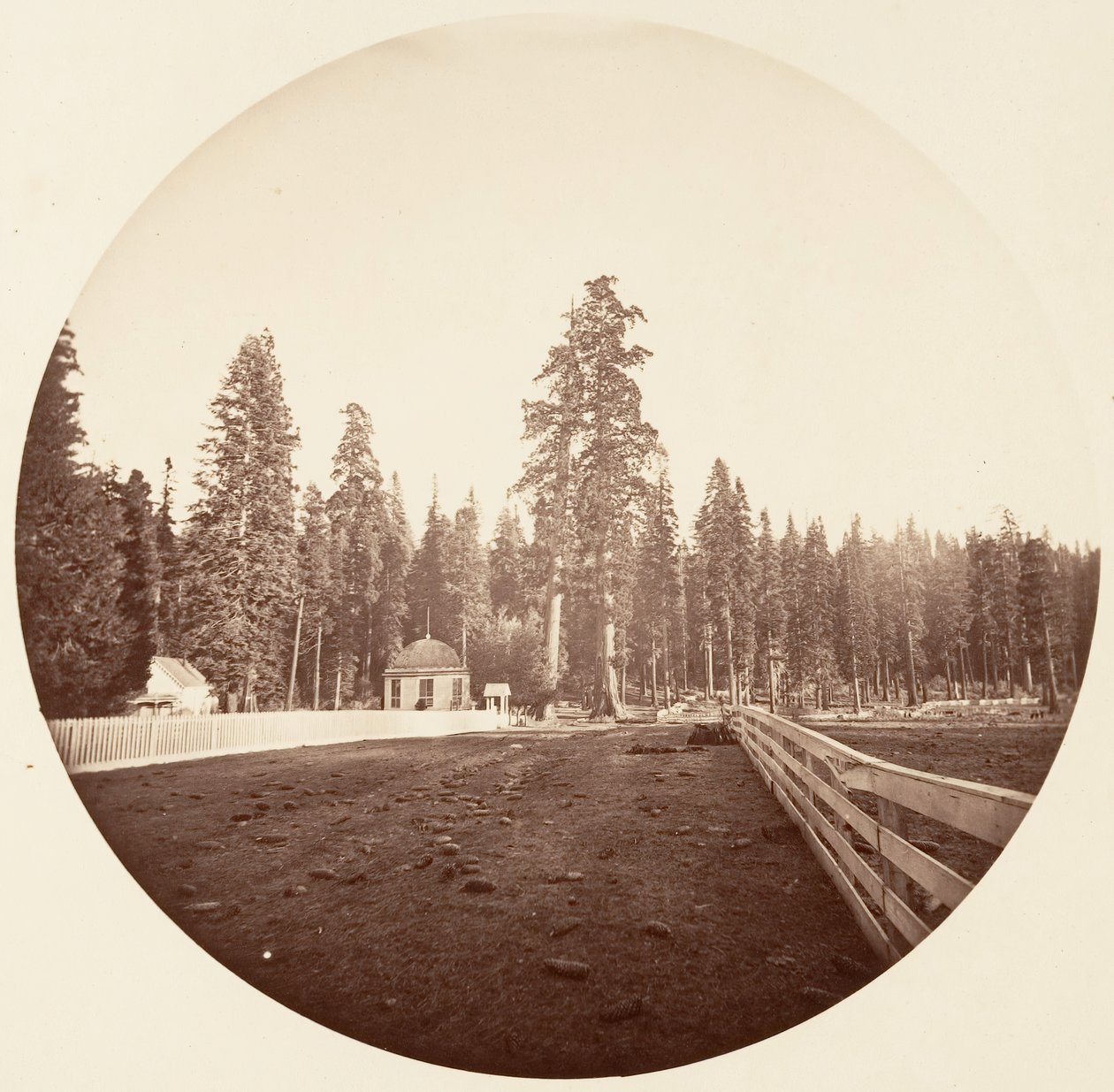 Les Sentinelles. C. Grove, vers 1878 - Carleton Emmons Watkins