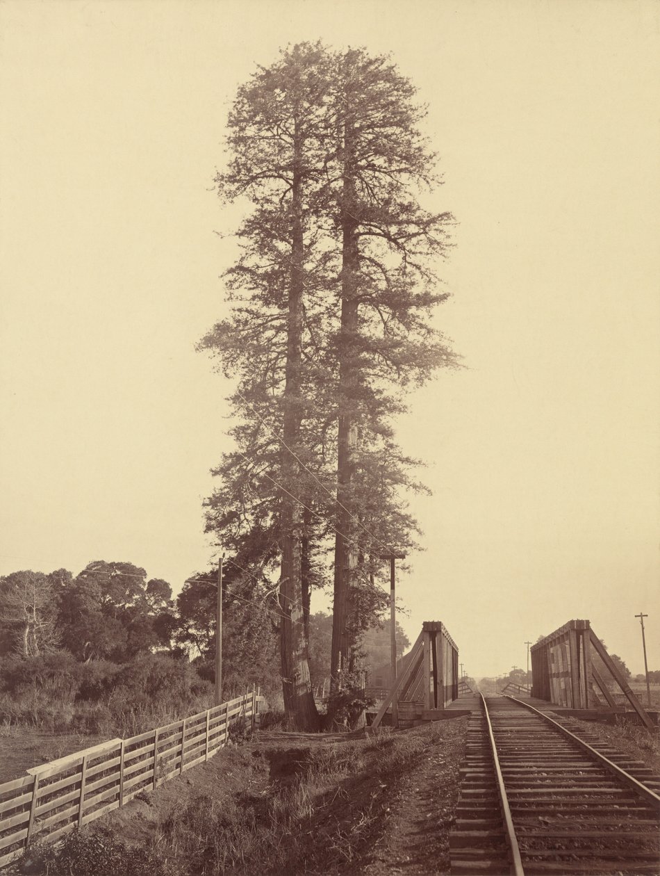 Twin Redwoods, Palo Alto, vers 1877 (photo) 1877 (photo) - Carleton Emmons Watkins