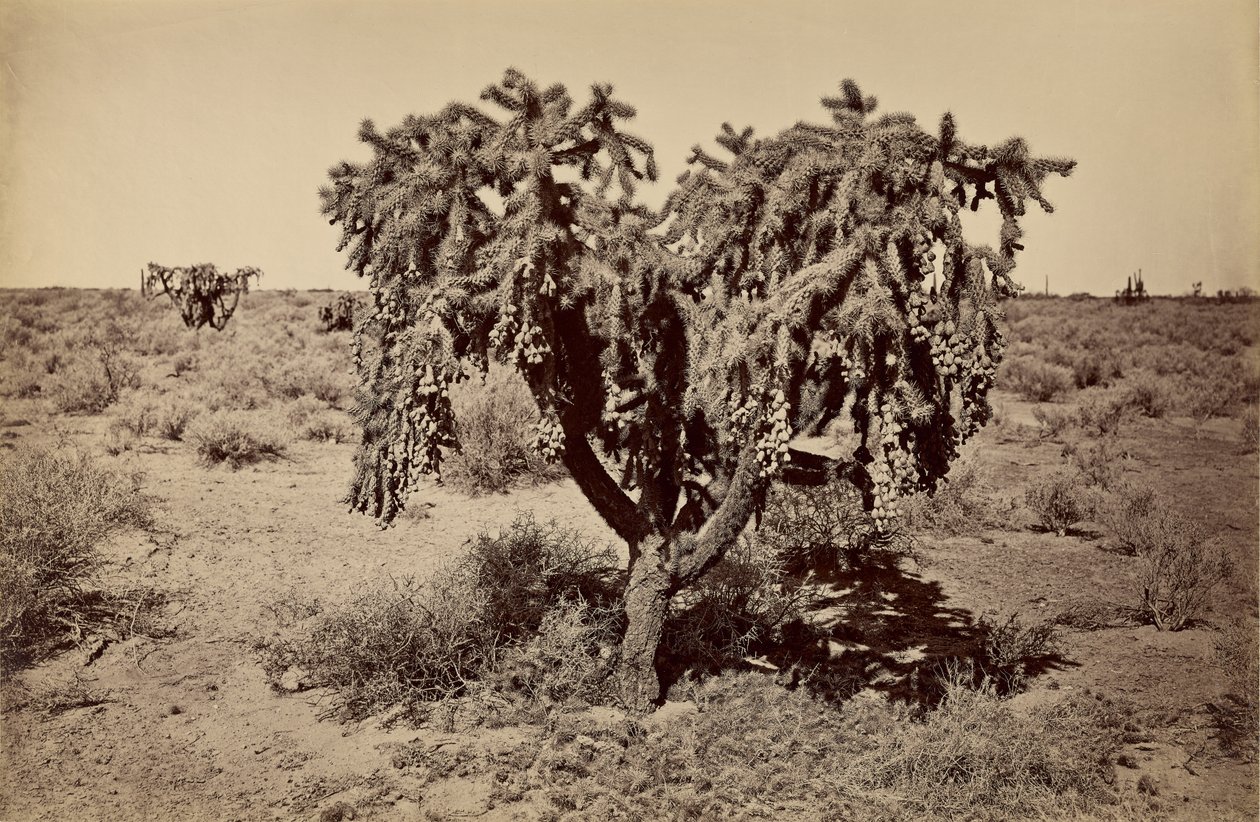 [Cactus, désert de l