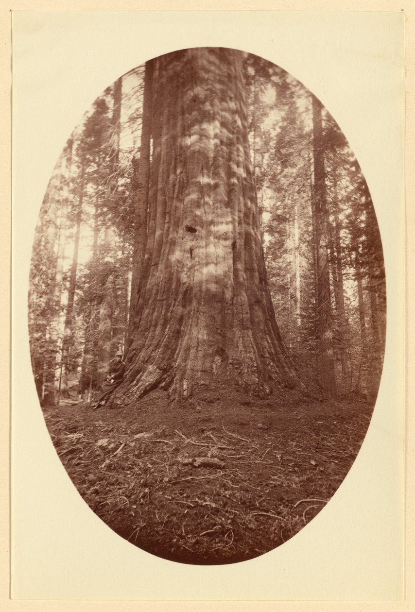 [Empire State Calaveras Grove] - Carleton Watkins