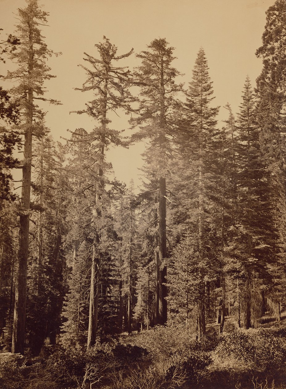 [Scène de forêt] / [Pins à sucre] - Carleton Watkins