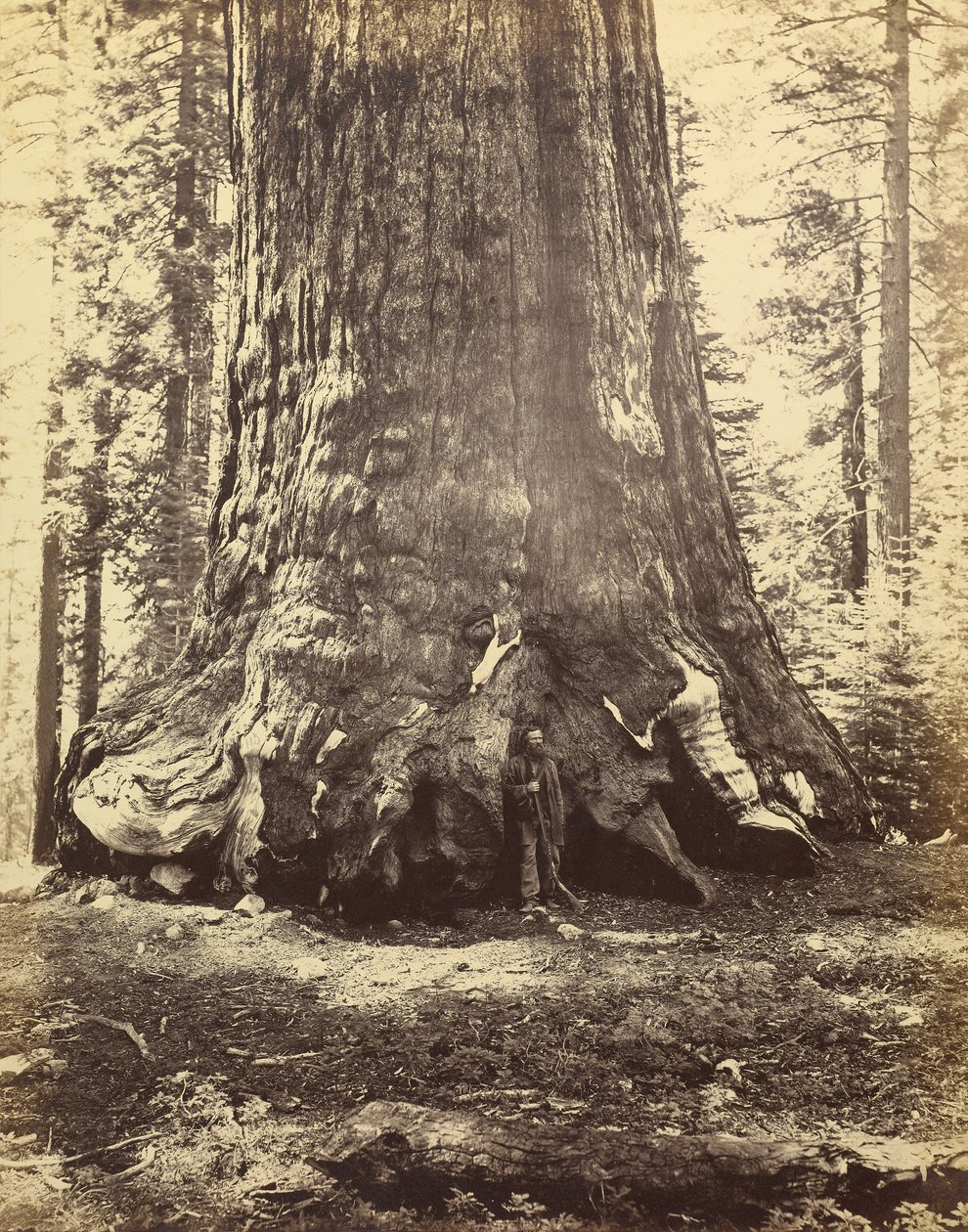 [Section du géant grizzli] - Carleton Watkins