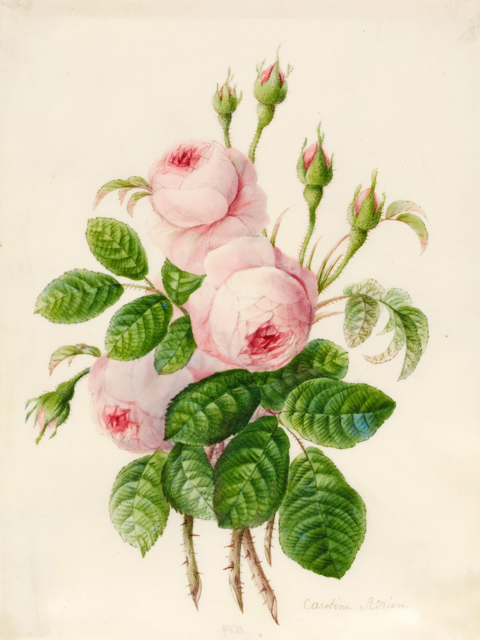 Trois Roses Centifolia avec Bourgeons - Caroline Adrien