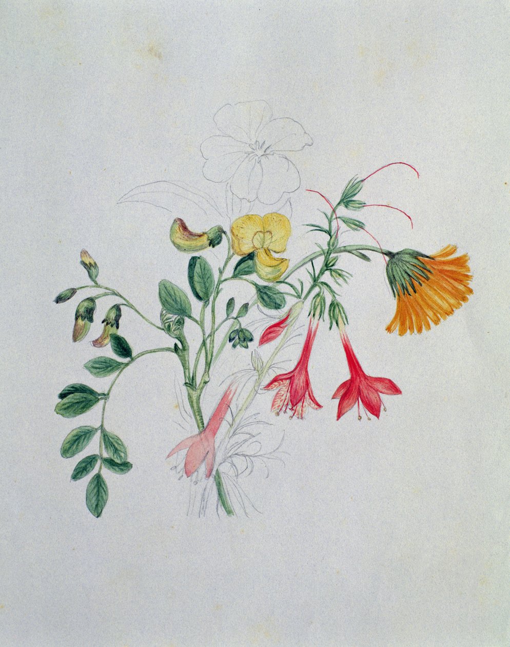 Genêt et soucis - Caroline Louisa Meredith