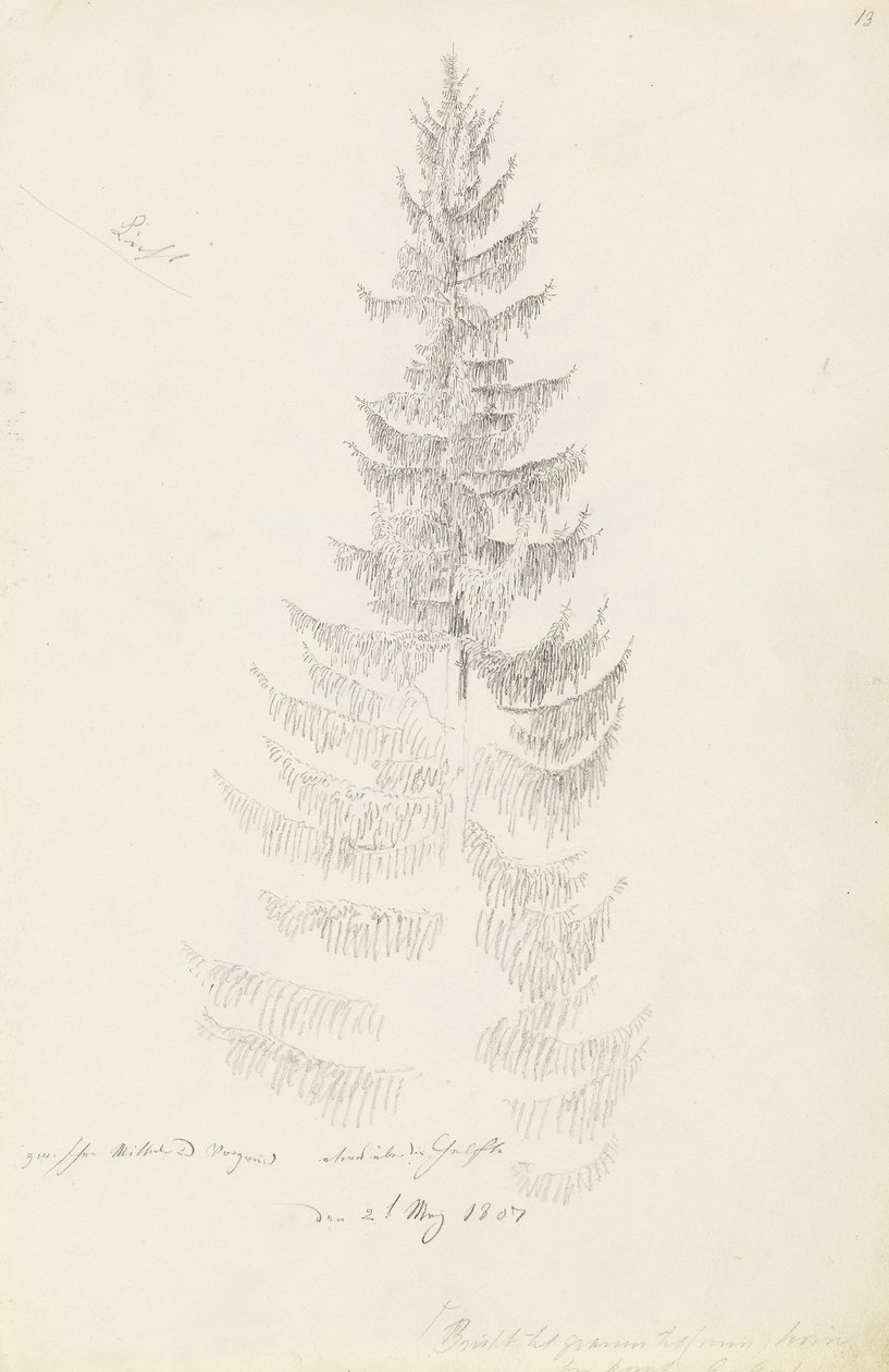Épicéa - Caspar David Friedrich