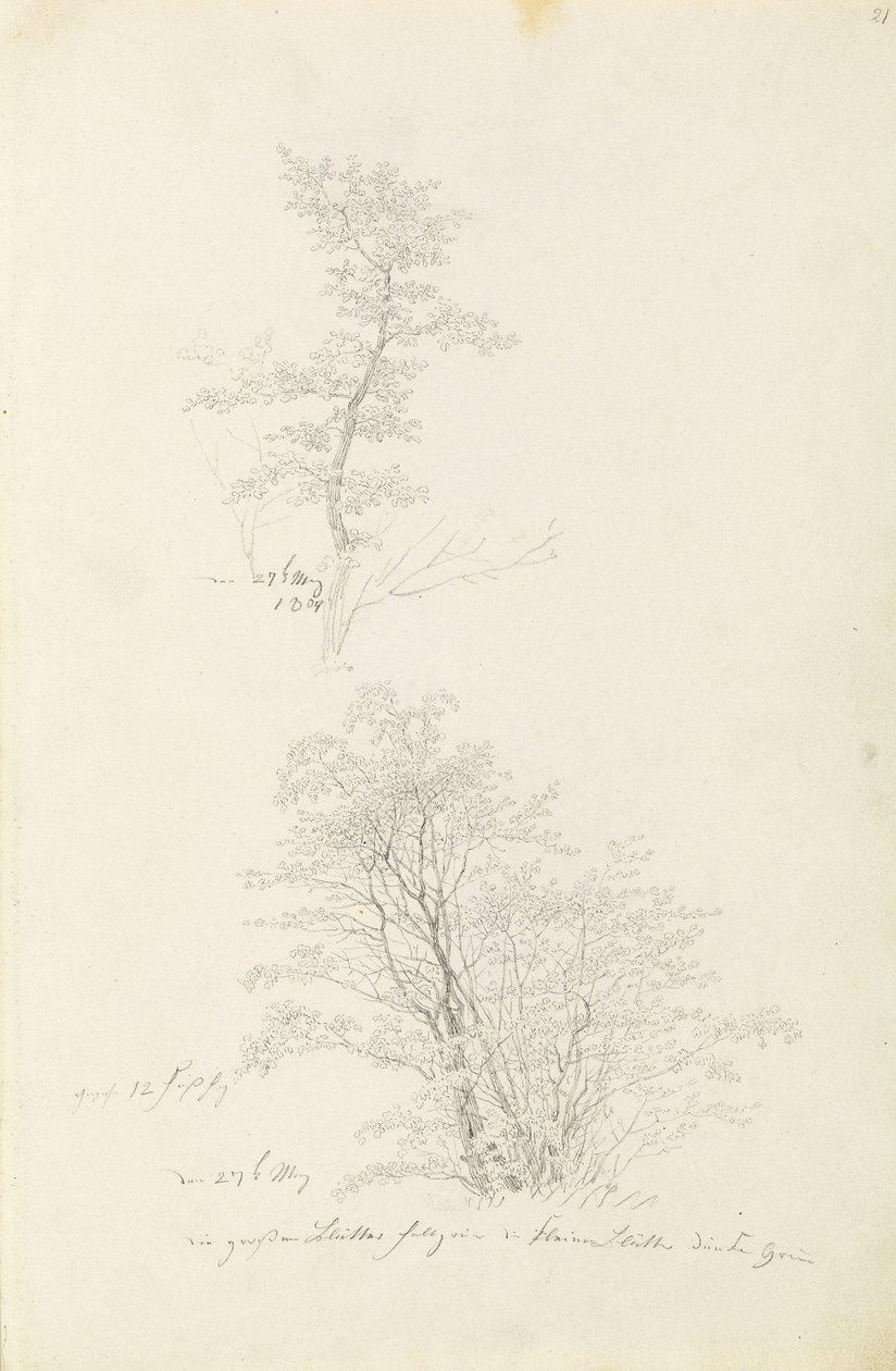 Groupe de jeunes arbres - Caspar David Friedrich