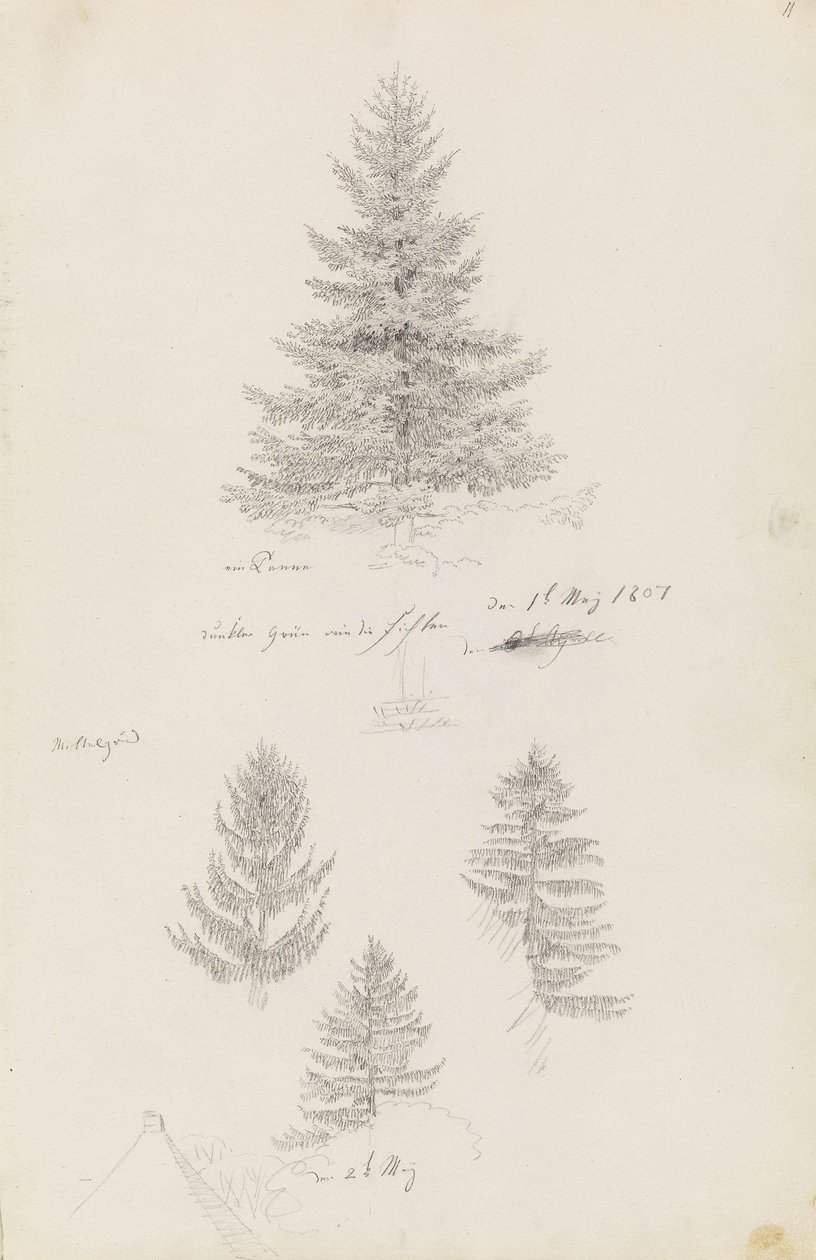 sapin et trois études d