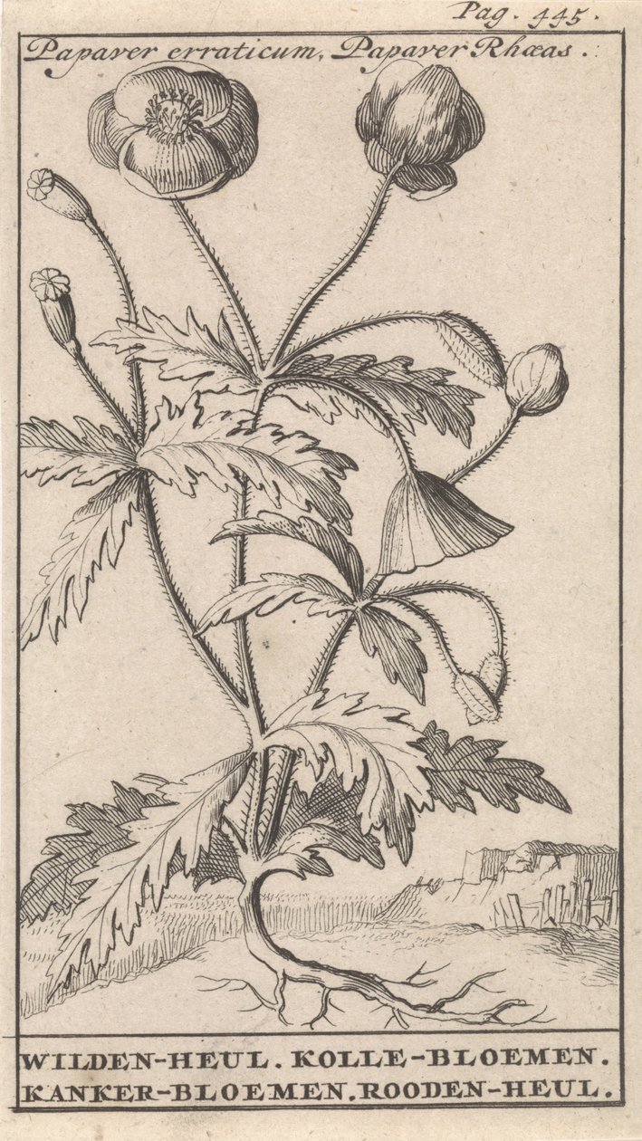 Coquelicot - Caspar Luyken