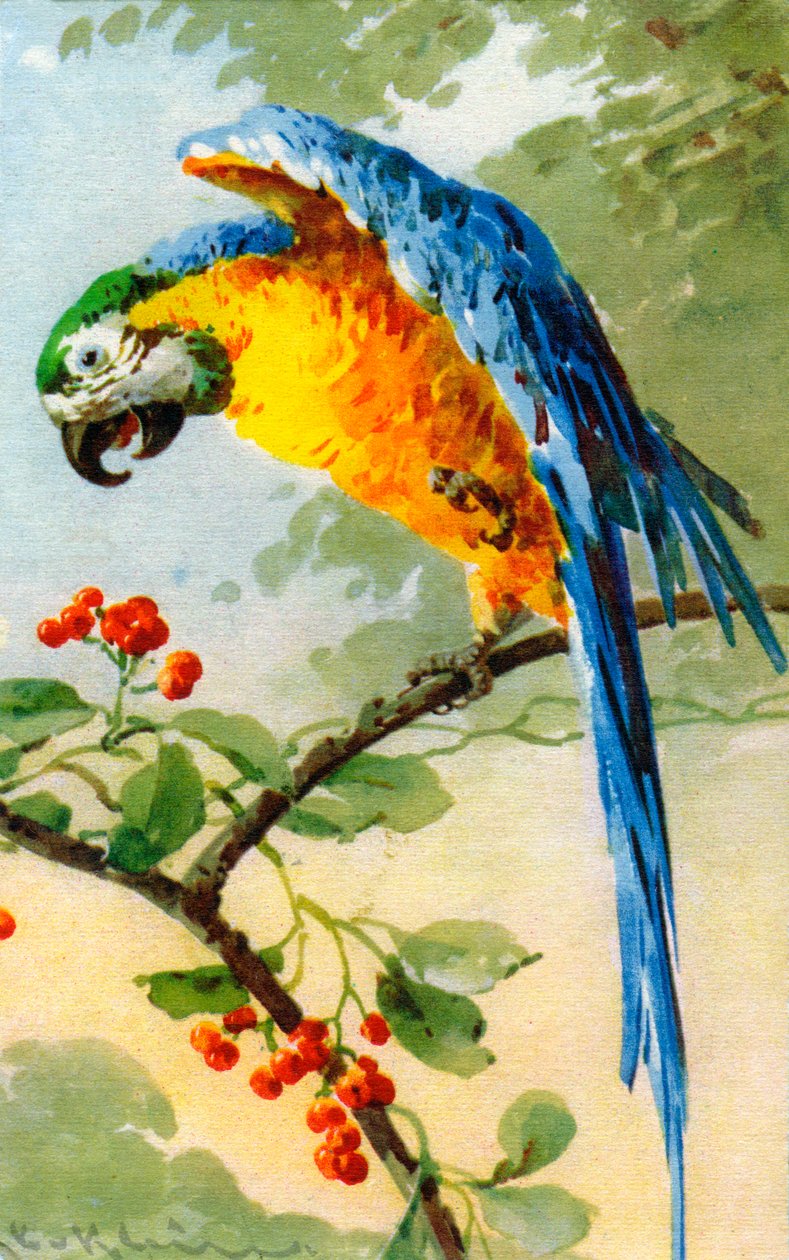 Perroquet mangeant des baies par Catherine Klein - Catherine Klein