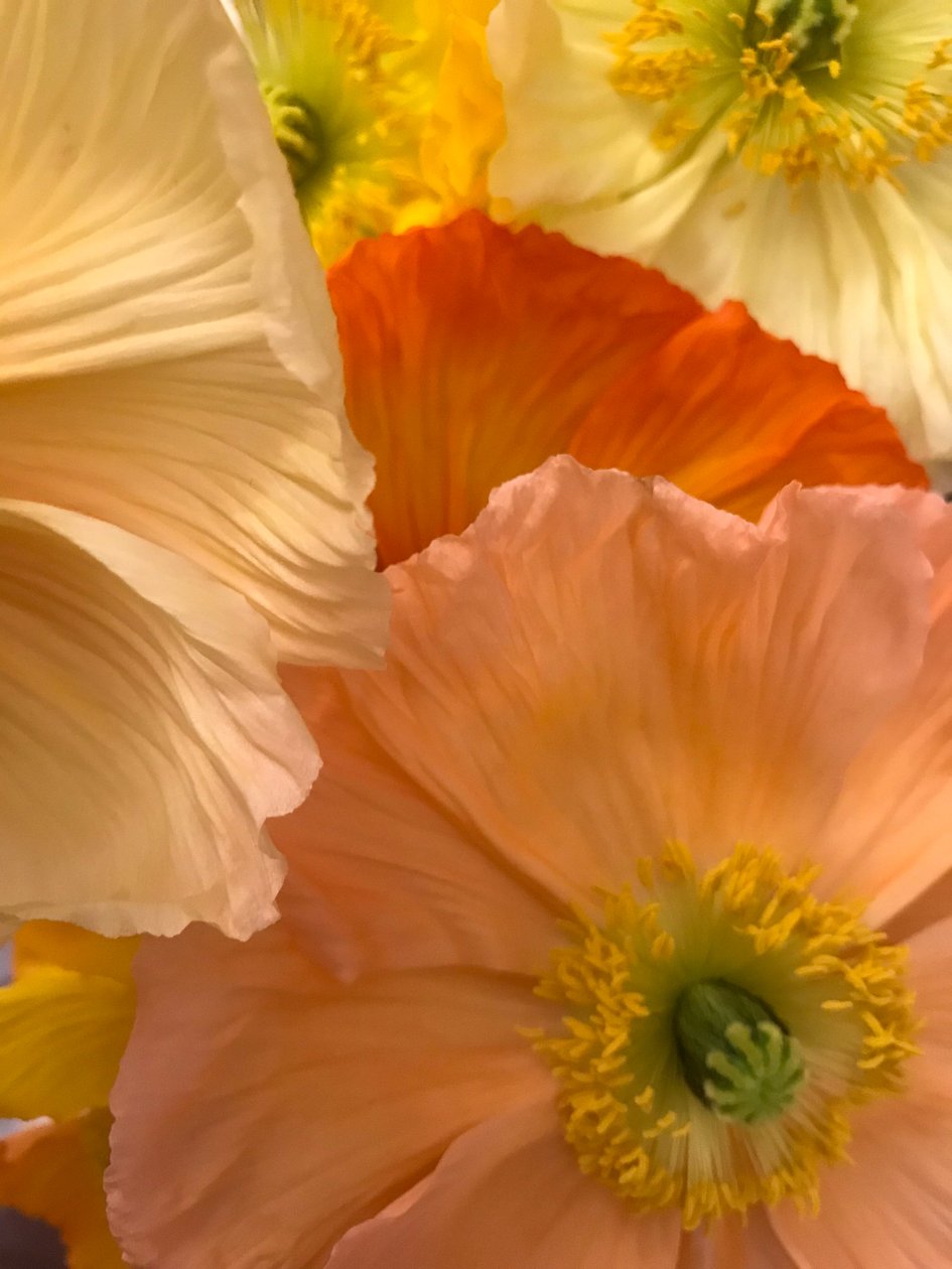 Composition - Fleurs, 2019 (photo) - Cécile Jamet
