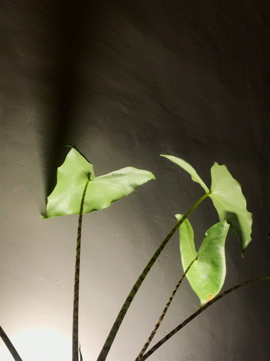 Composition - Plant, 2021 (photo) - Cécile Jamet