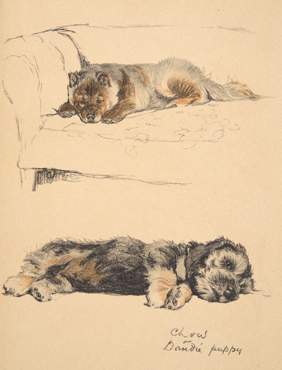 Chow et chiot Dandie, 1930, Illustrations de son carnet de croquis pour 