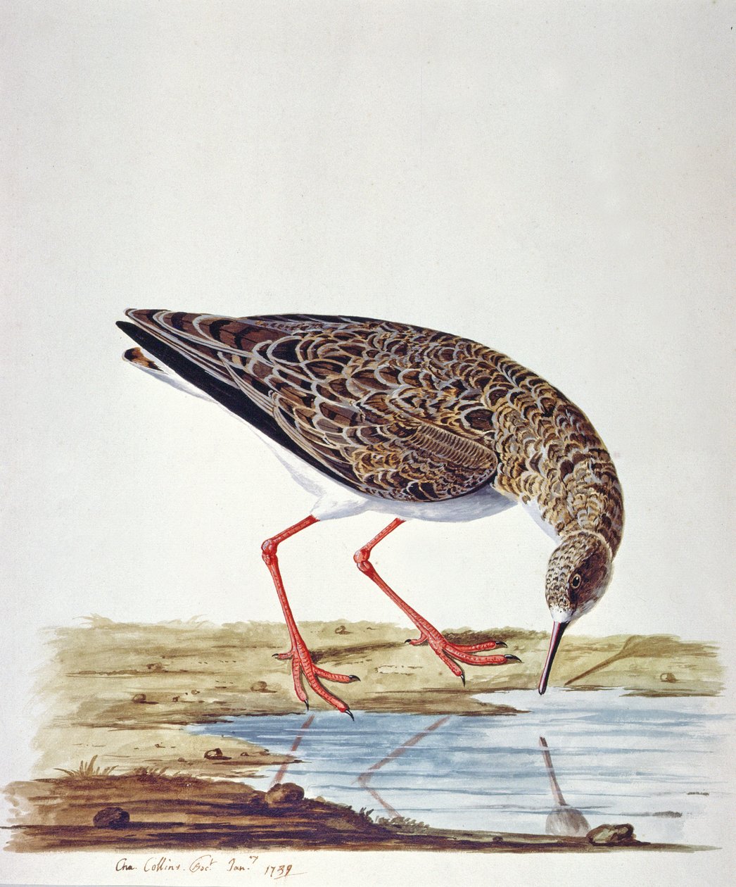 Bécasseau cocorli - Charles Collins