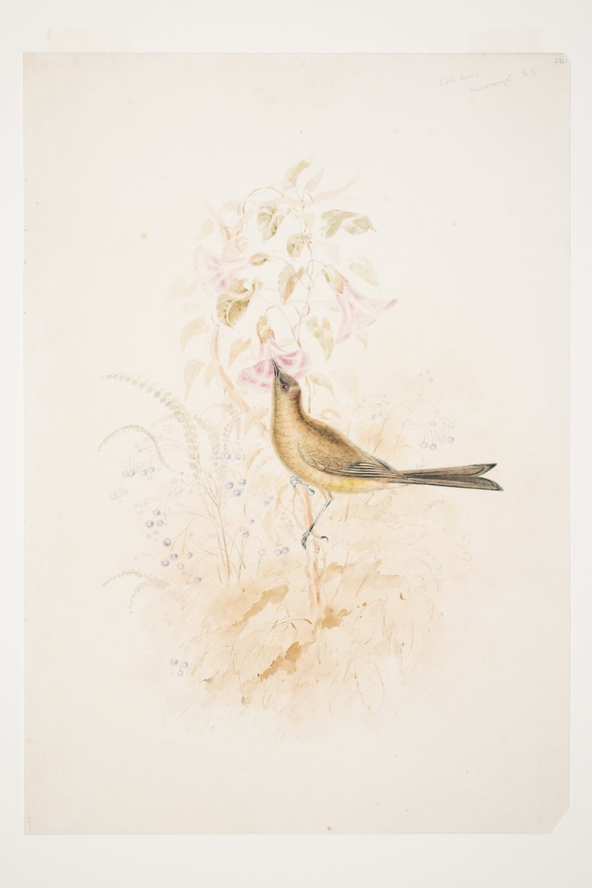 Kari Mako (Korimako) Mahurangi N.Z. par Charles Heaphy - Charles Heaphy