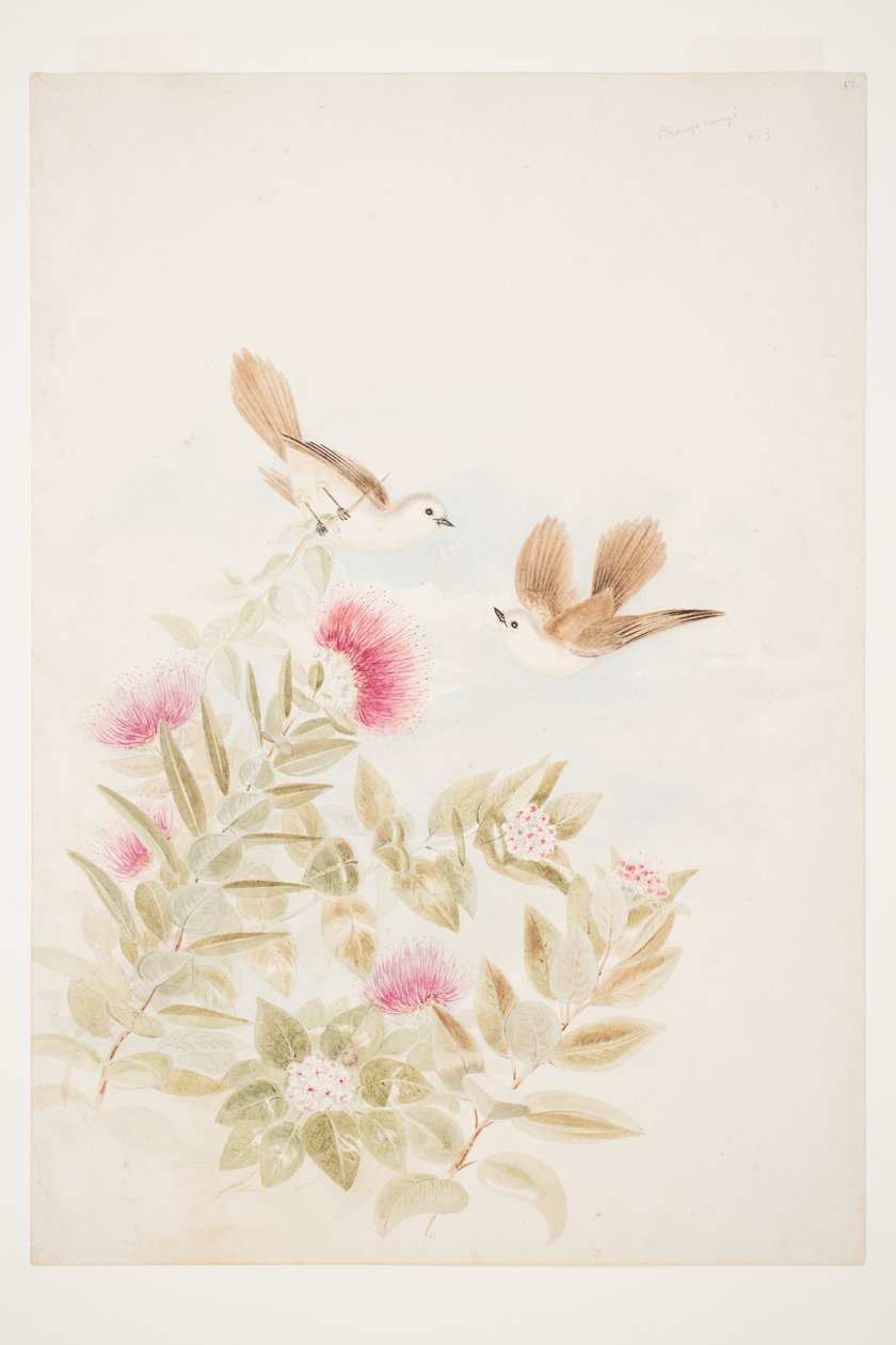 Pirangi rangi N.Z - Charles Heaphy