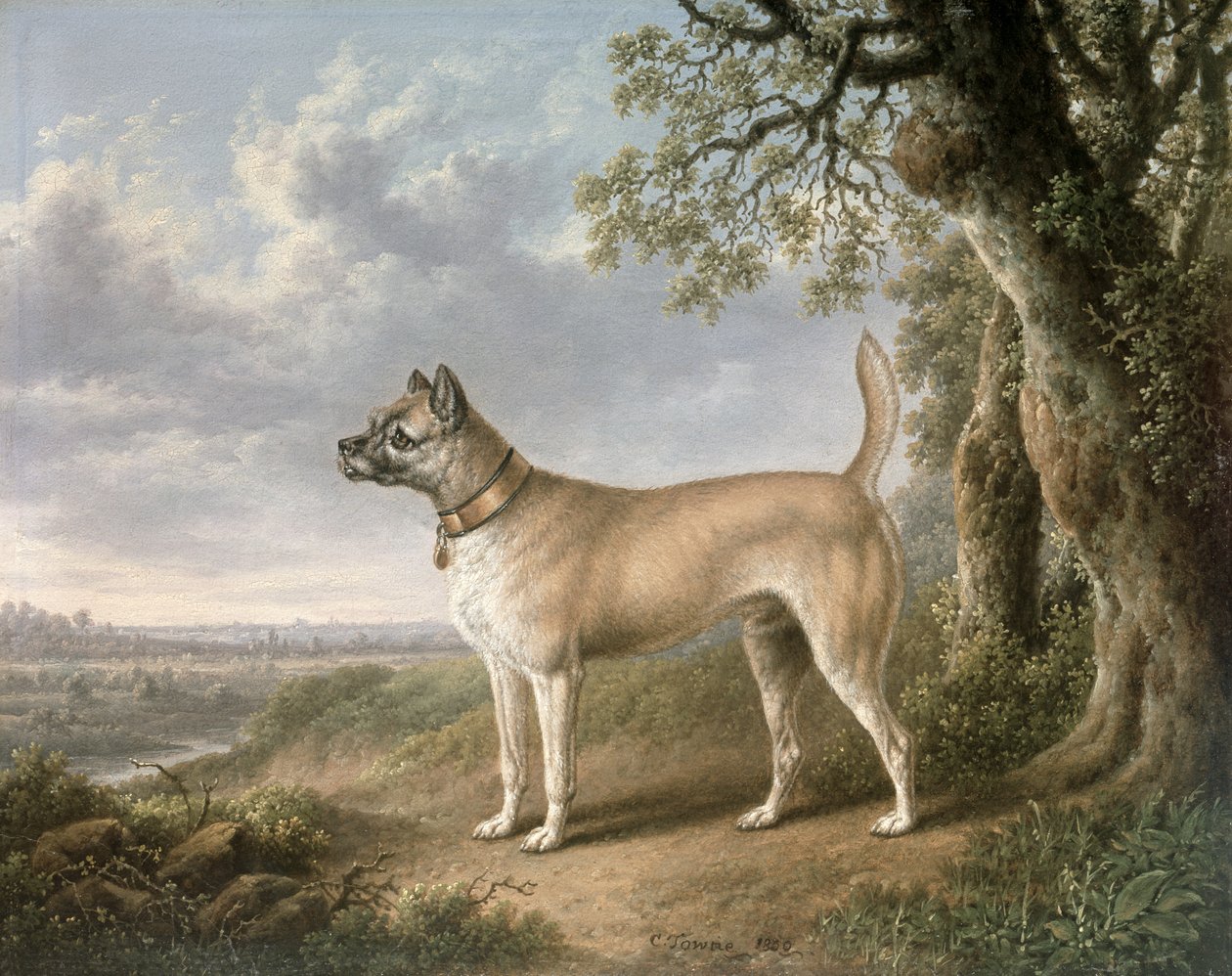 Un Terrier sur un chemin dans un paysage boisé - Charles Towne