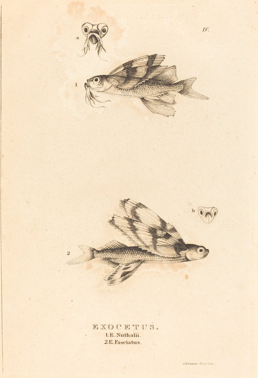 Exocetus - Charles Alexandre Lesueur