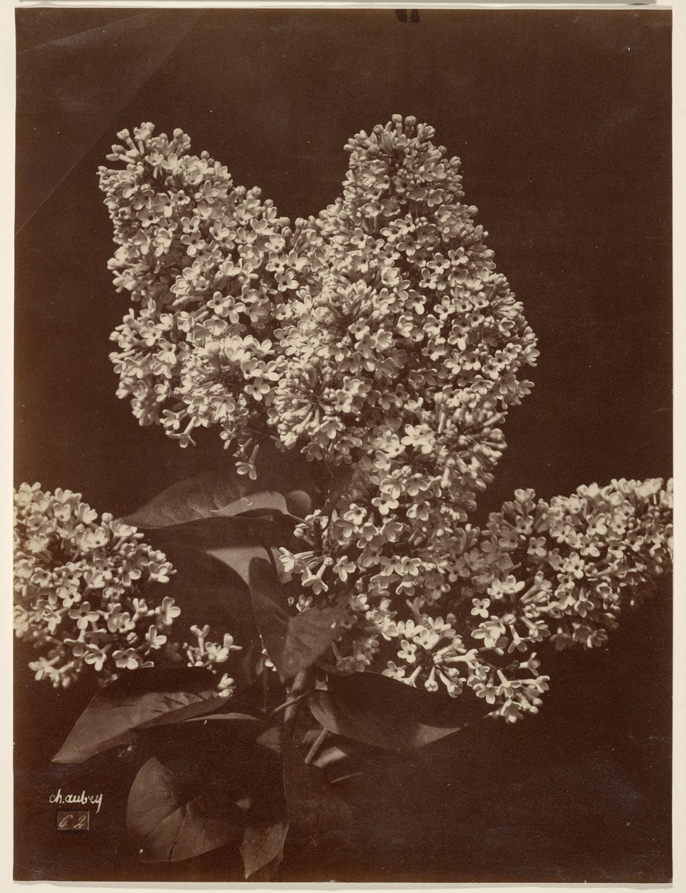 [Lilacs] - Charles Aubry