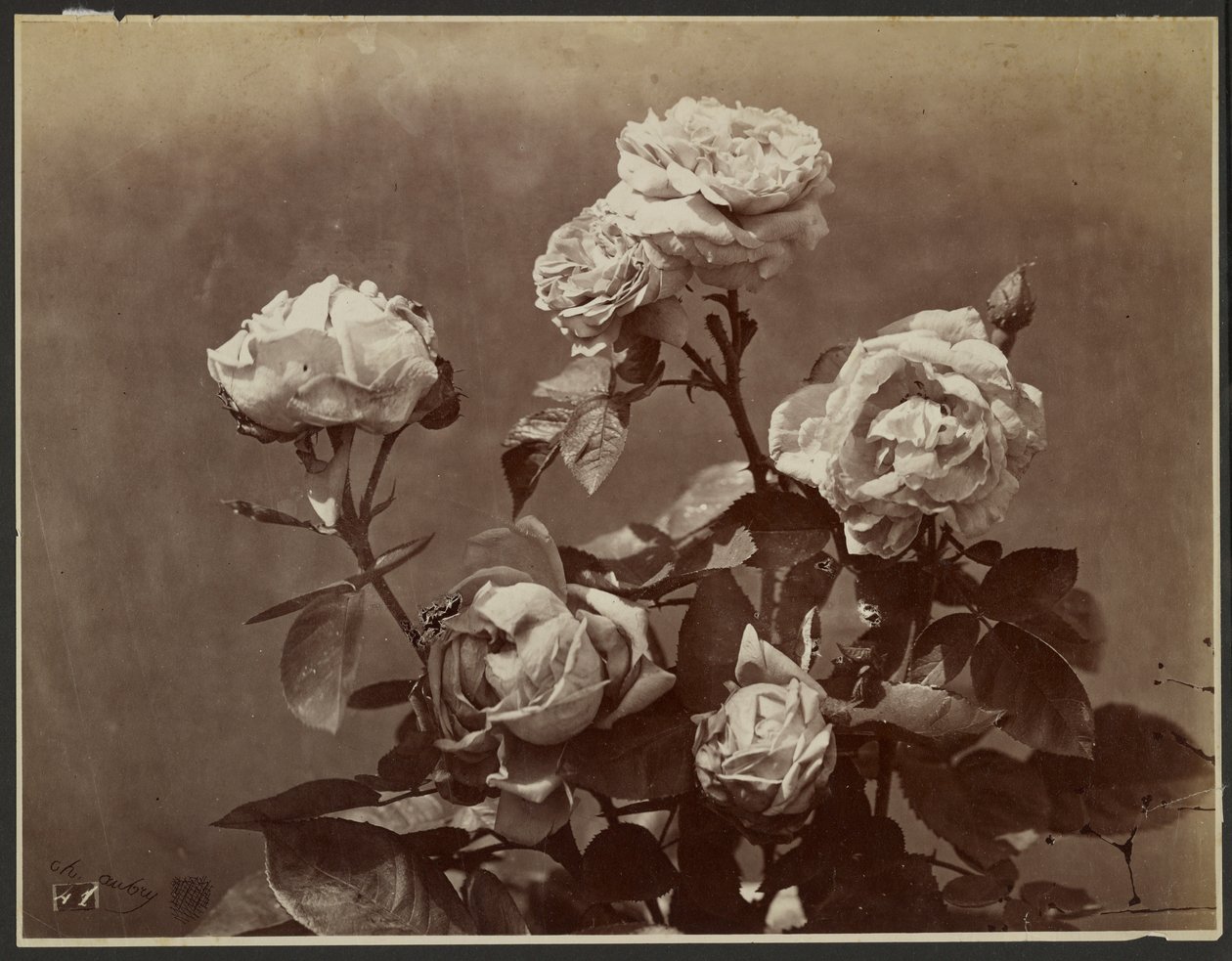 [Roses] - Charles Aubry