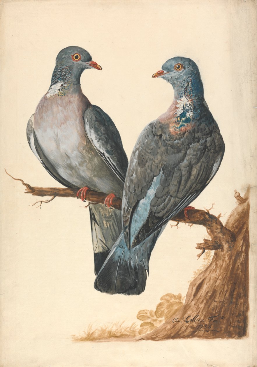 Deux pigeons ramiers - Charles Collins