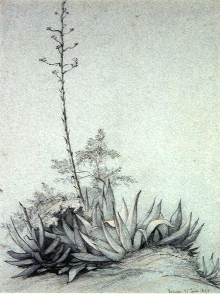 Yucca en fleurs - Charles Damour