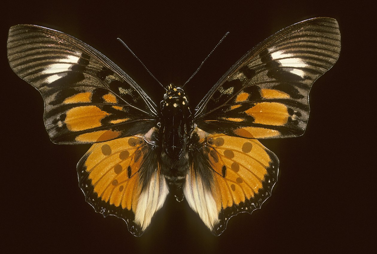 Acraeoids charaxes - Augustus Kollner