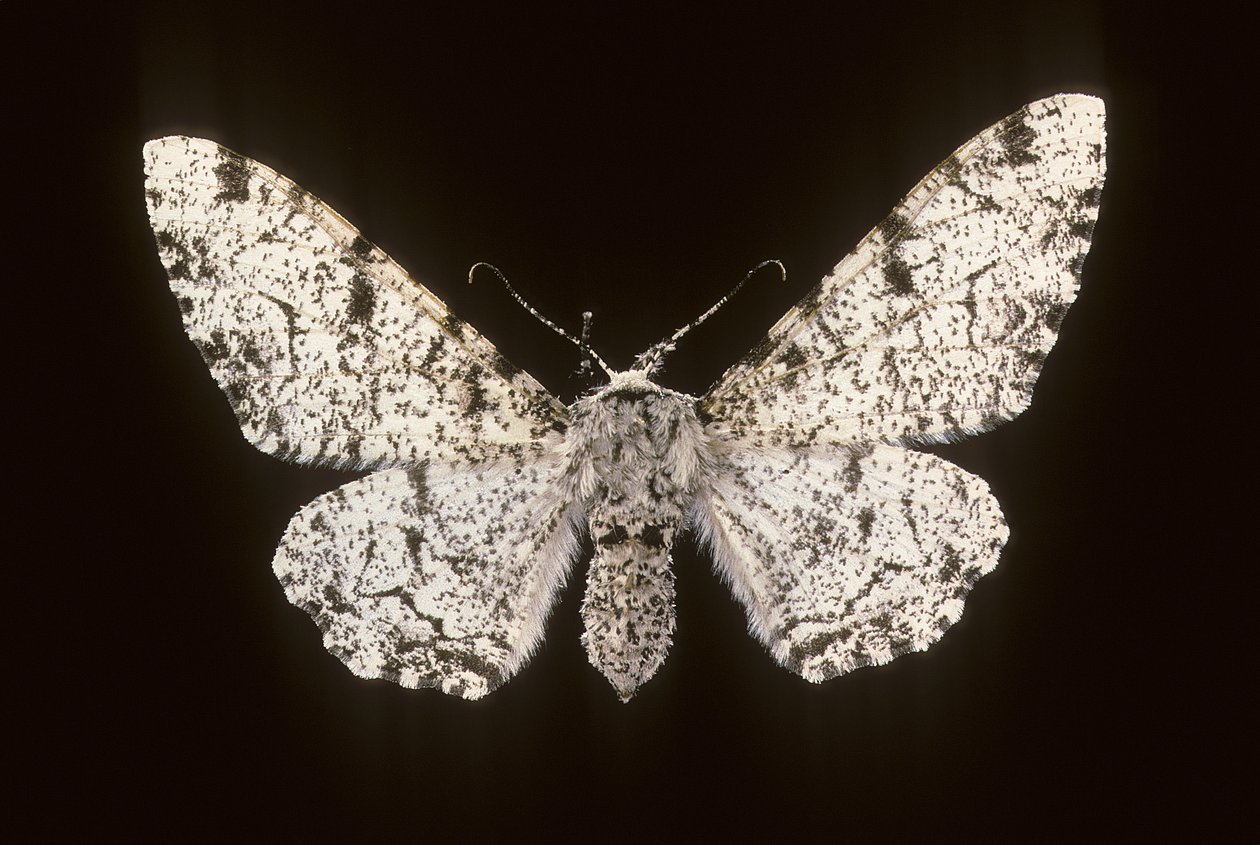Betularia biston - Augustus Kollner