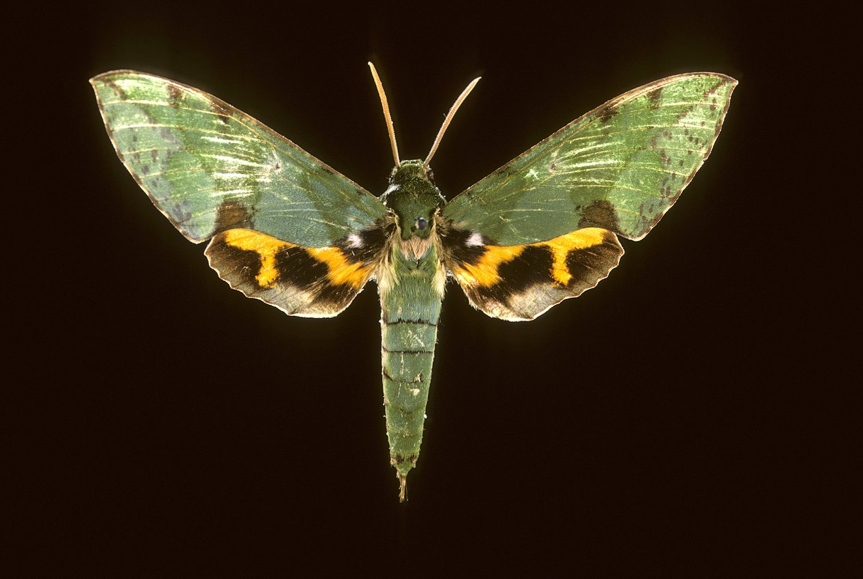Euchloron megaera, Sphinx vert - Augustus Kollner