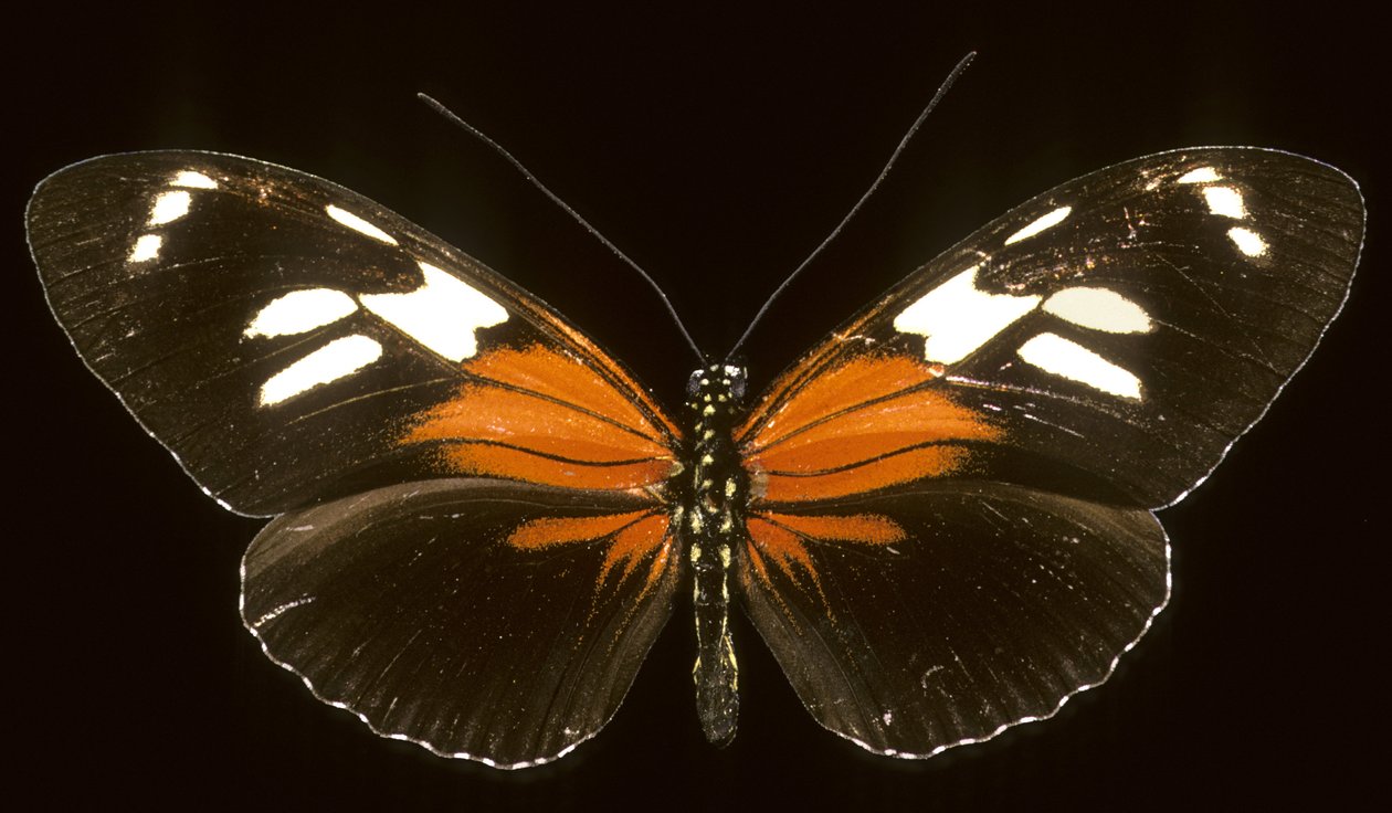 Heliconius burneyi catherina - Augustus Kollner