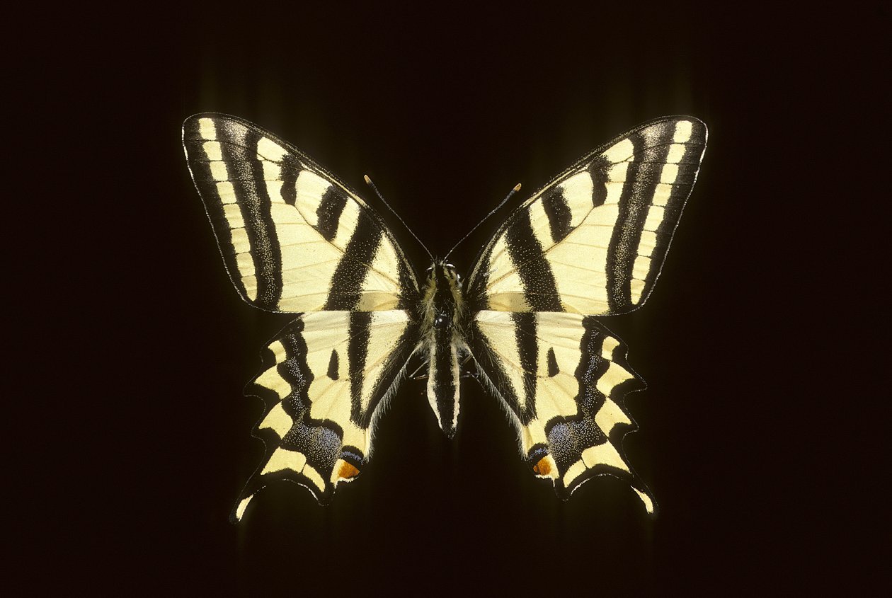 Papilio alexanor - Augustus Kollner