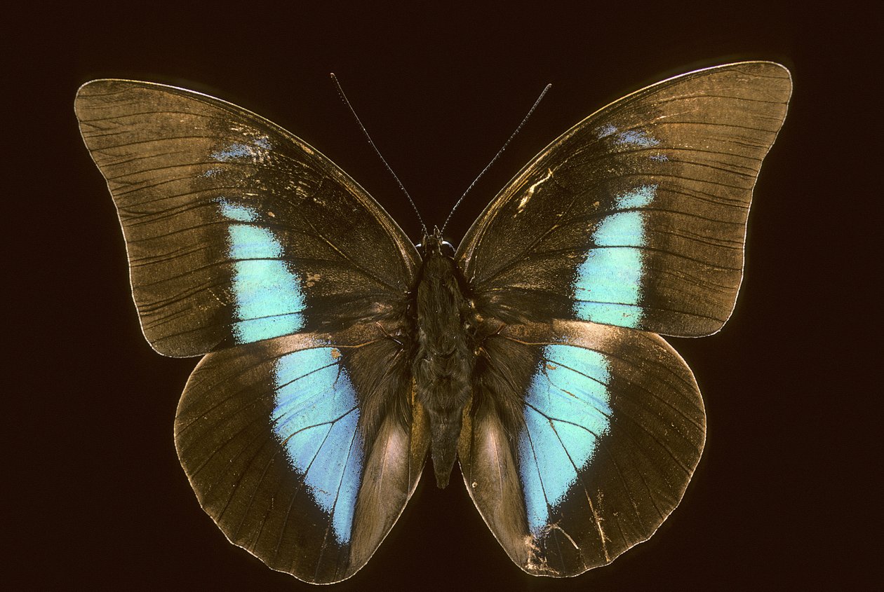 Prepona domophora extincta - Augustus Kollner