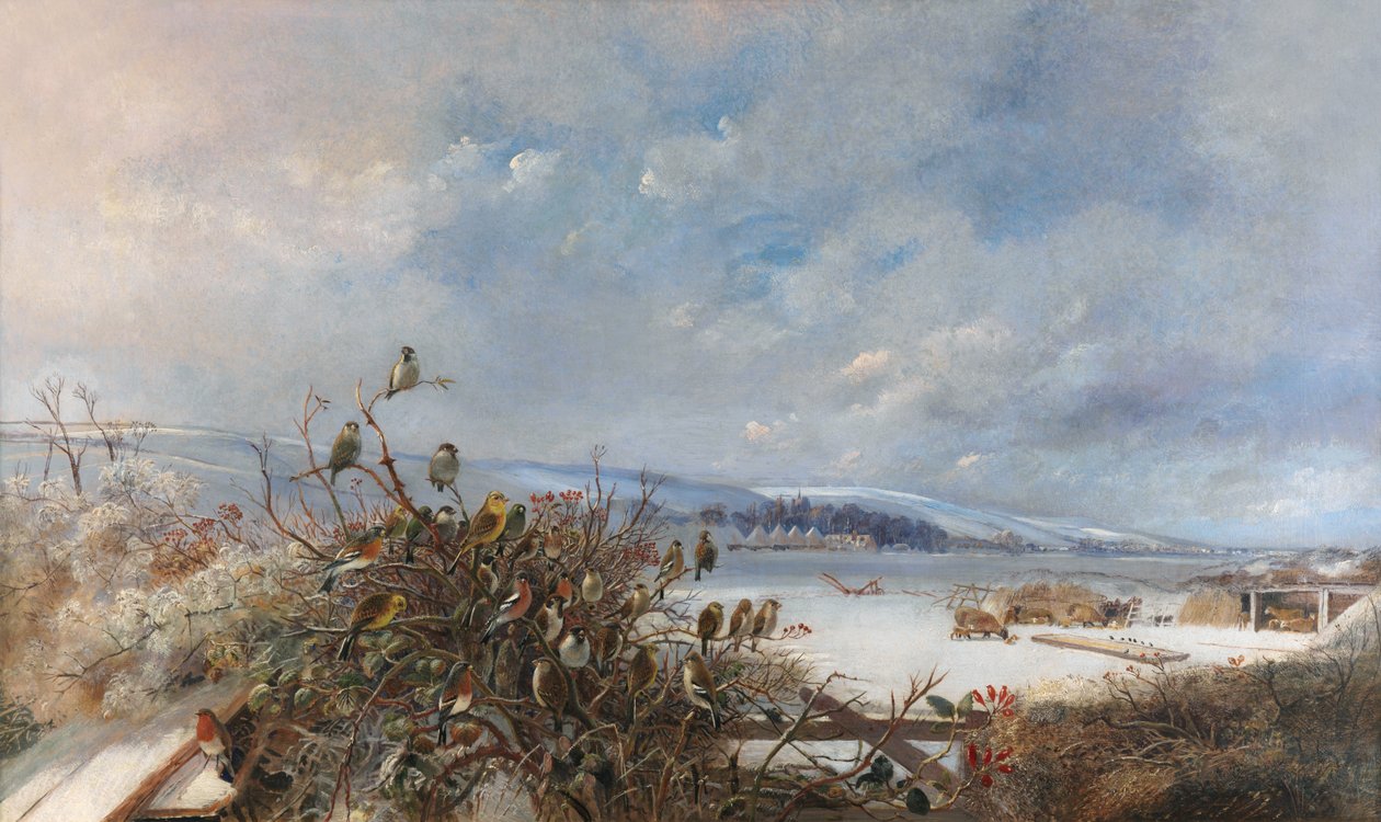 Les oiseaux d