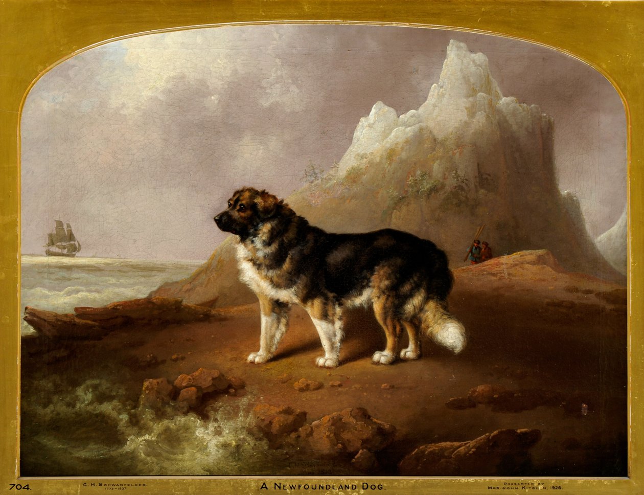Un chien Terre-Neuve - Charles Henry Schwanfelder