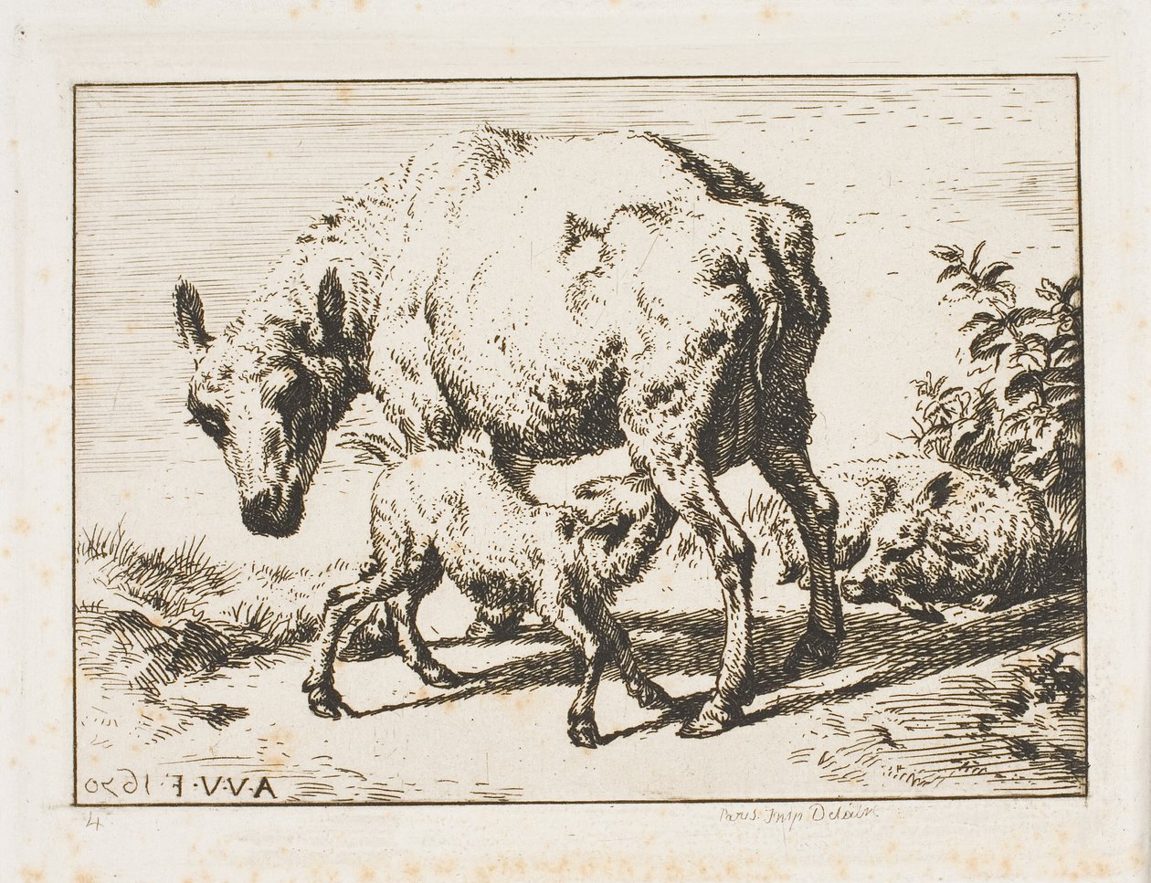 La Brebis avec deux agneaux - Charles Meryon