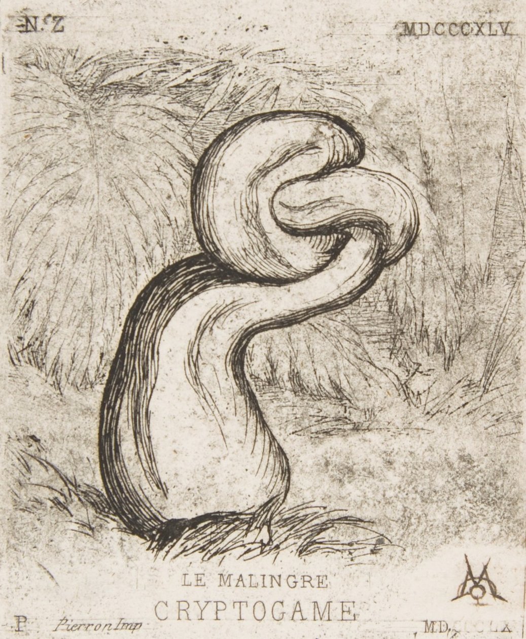 La chétive Cryptogamie - Charles Meryon