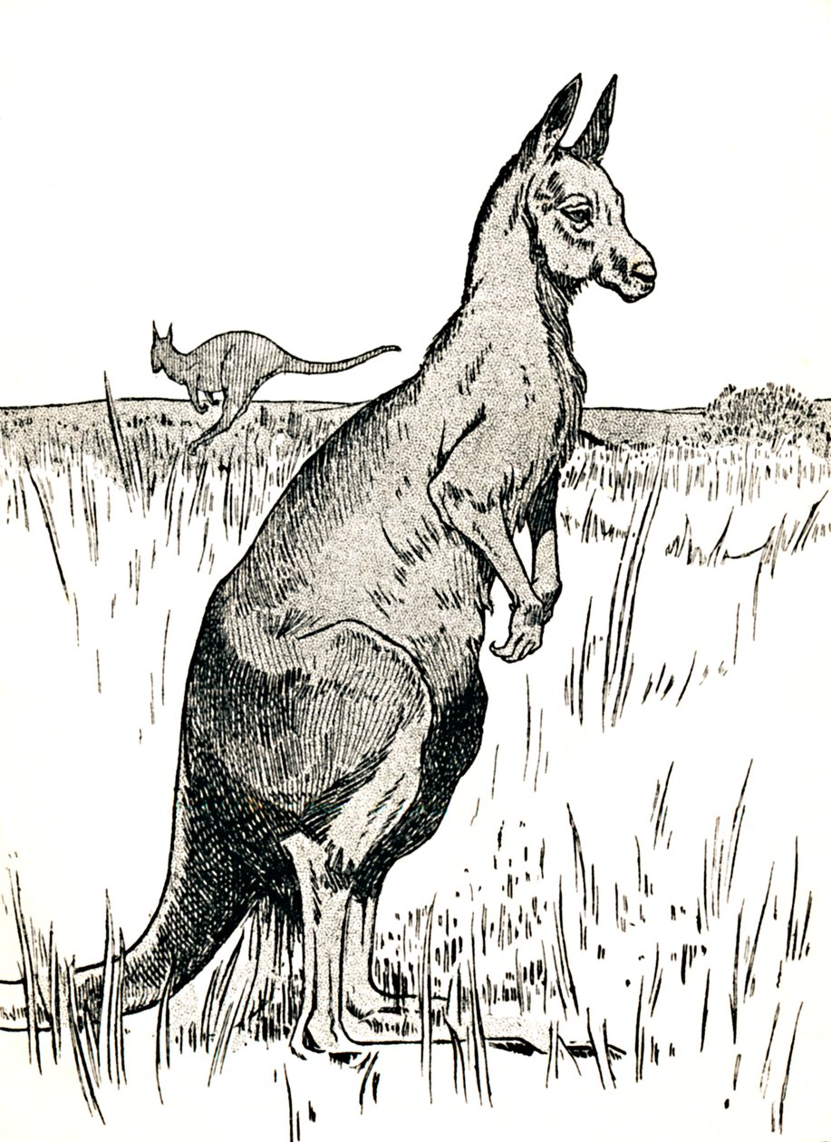Le kangourou, 1912 - Charles Robinson