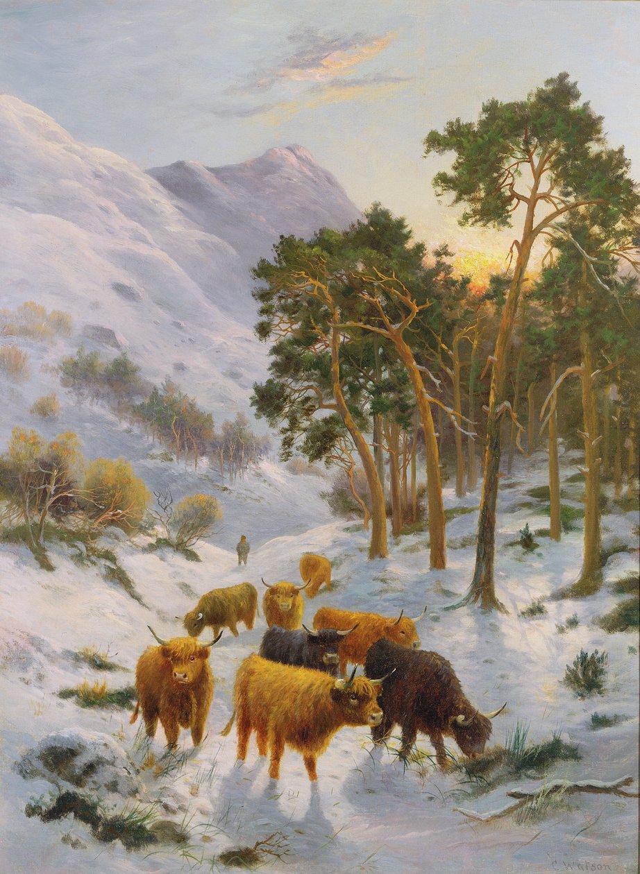 Bétail des Highlands dans un paysage d
