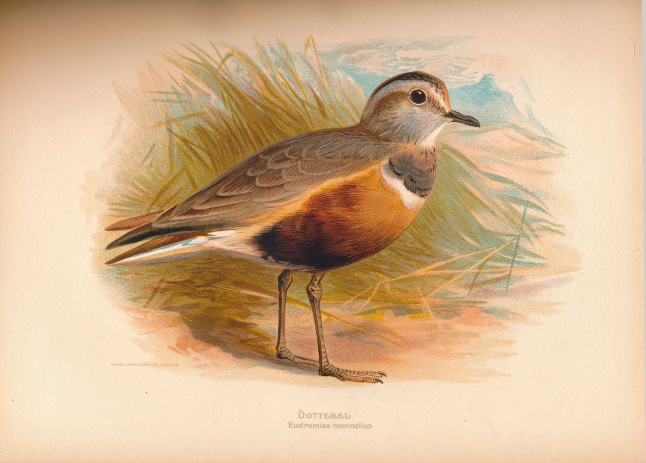 Pluvier guignard Eudromias morinellus, 1900 - Charles Whymper