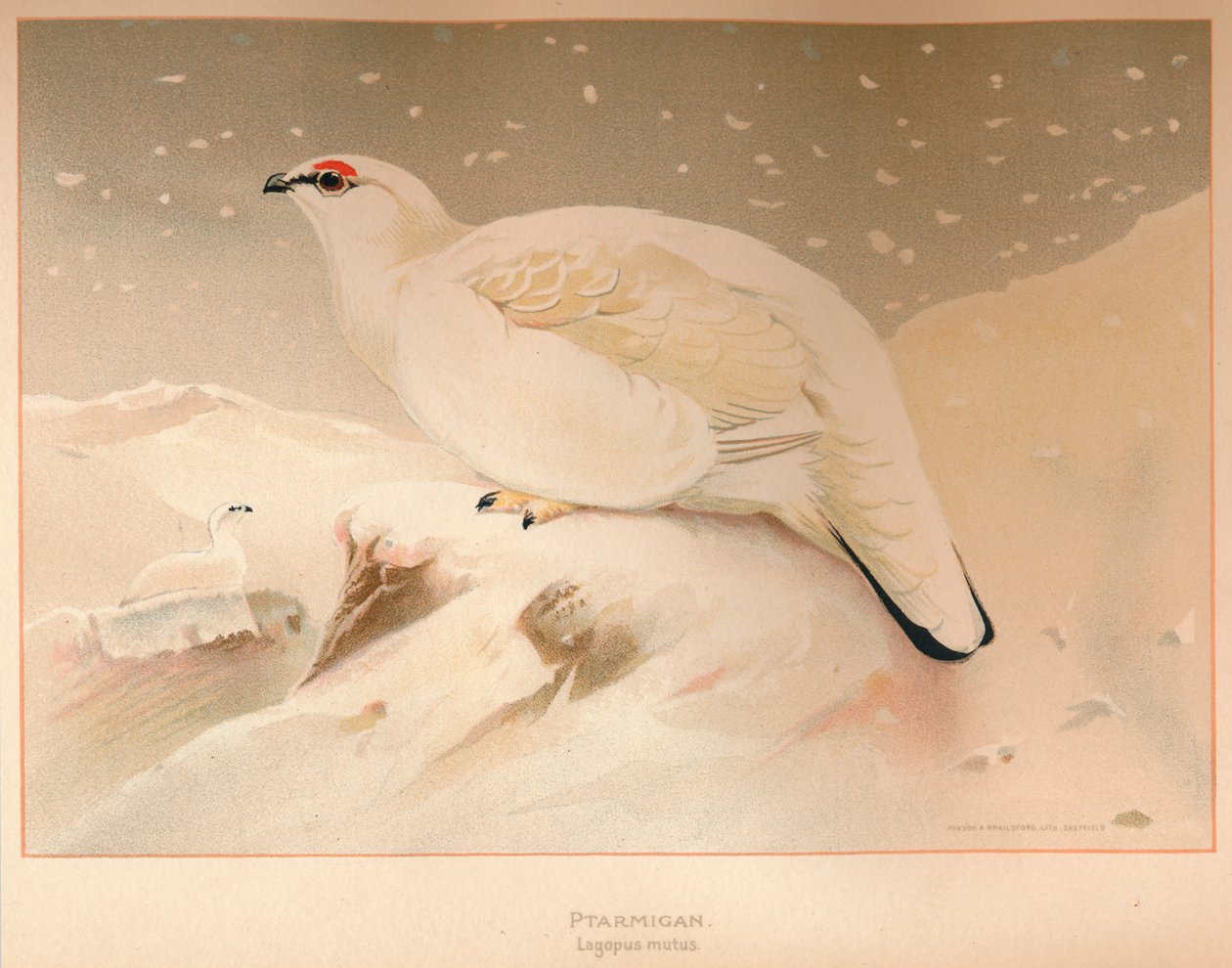 Lagopède Lagopus mutus, 1900 - Charles Whymper
