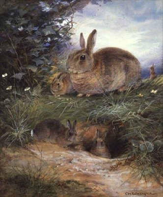 Lapins près d