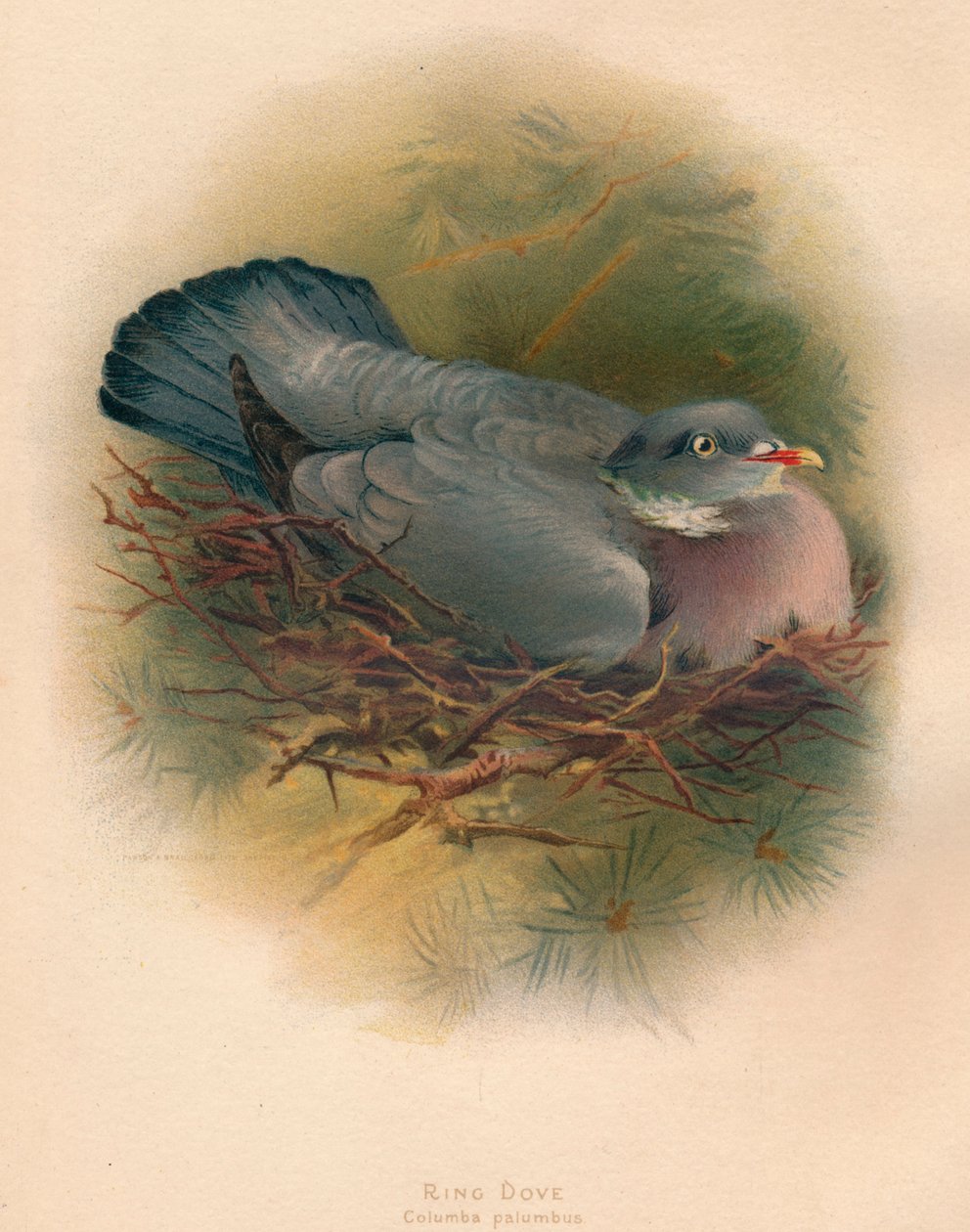 Pigeon ramier, 1900 - Charles Whymper